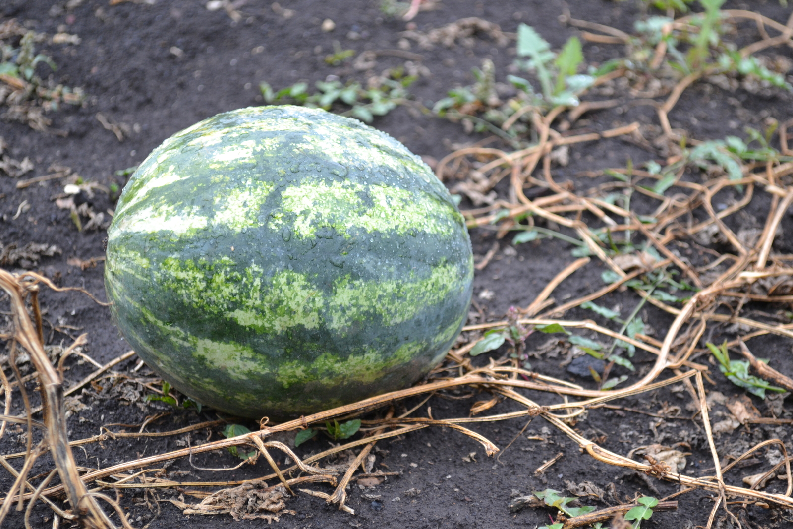 В Башкирию идут заморозки
