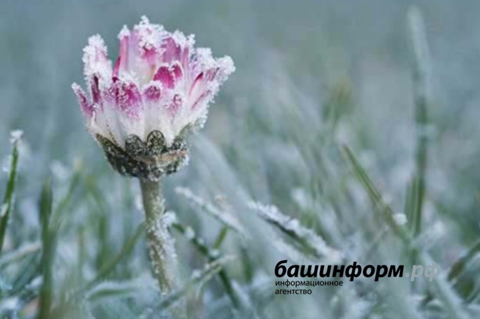 В 31 районе Башкирии действует режим ЧС из-за ожидающихся заморозков