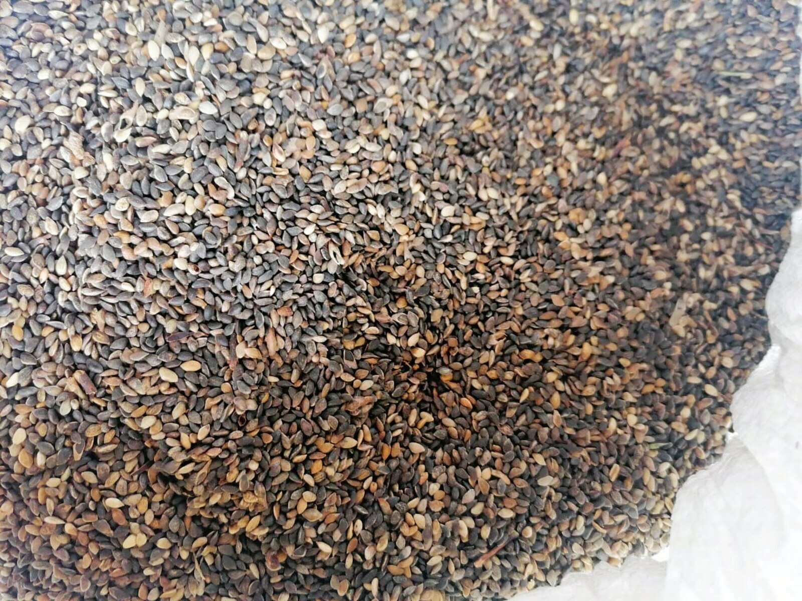 Более трех тонн семян лесных растений заготовлено в Башкортостане в 2025 году