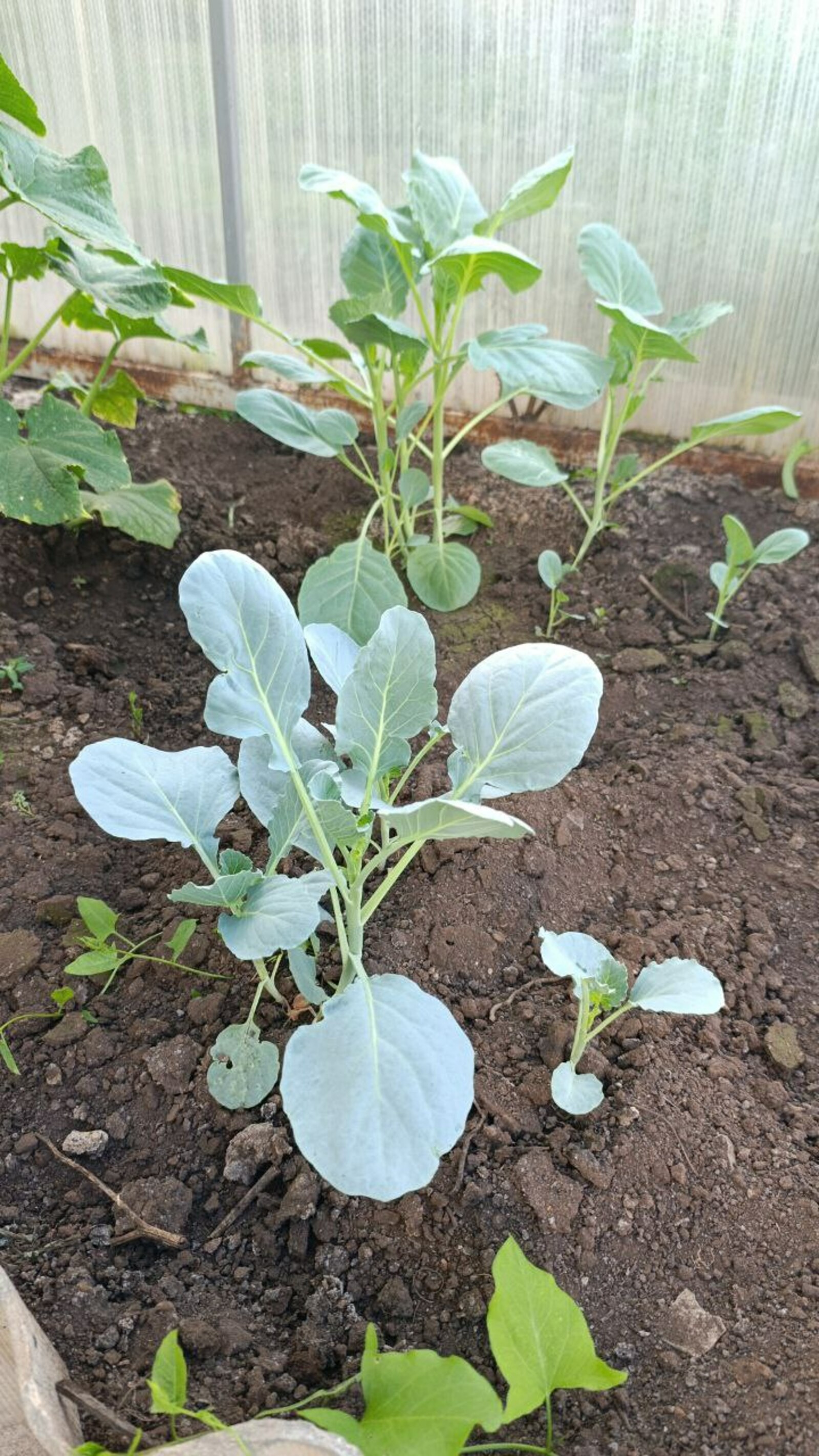 Агрономы Башкирии советуют, когда начинать подкормку рассады