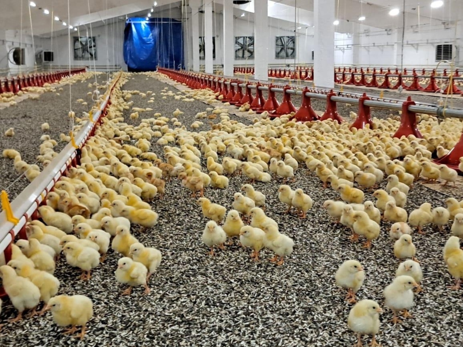В Башкирии запустили новый производственный корпус птицефабрики «Чермасан» и открыли еще один агрокласс