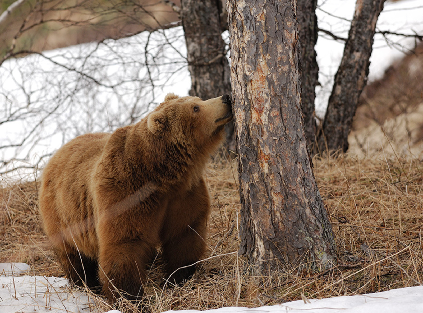 Что делают животные весной. Камчатский бурый медведь. Медведь весной. Медведь в лесу. Медведь весной в лесу.