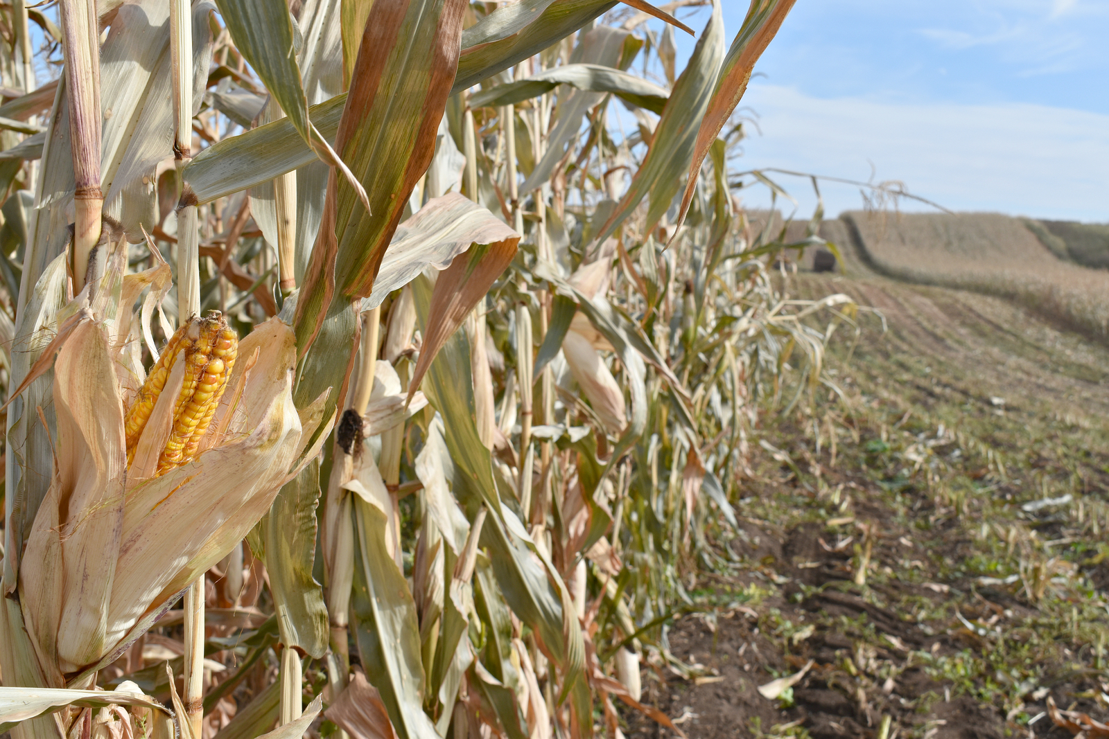 В Давлекановском районе проходит заготовка силоса