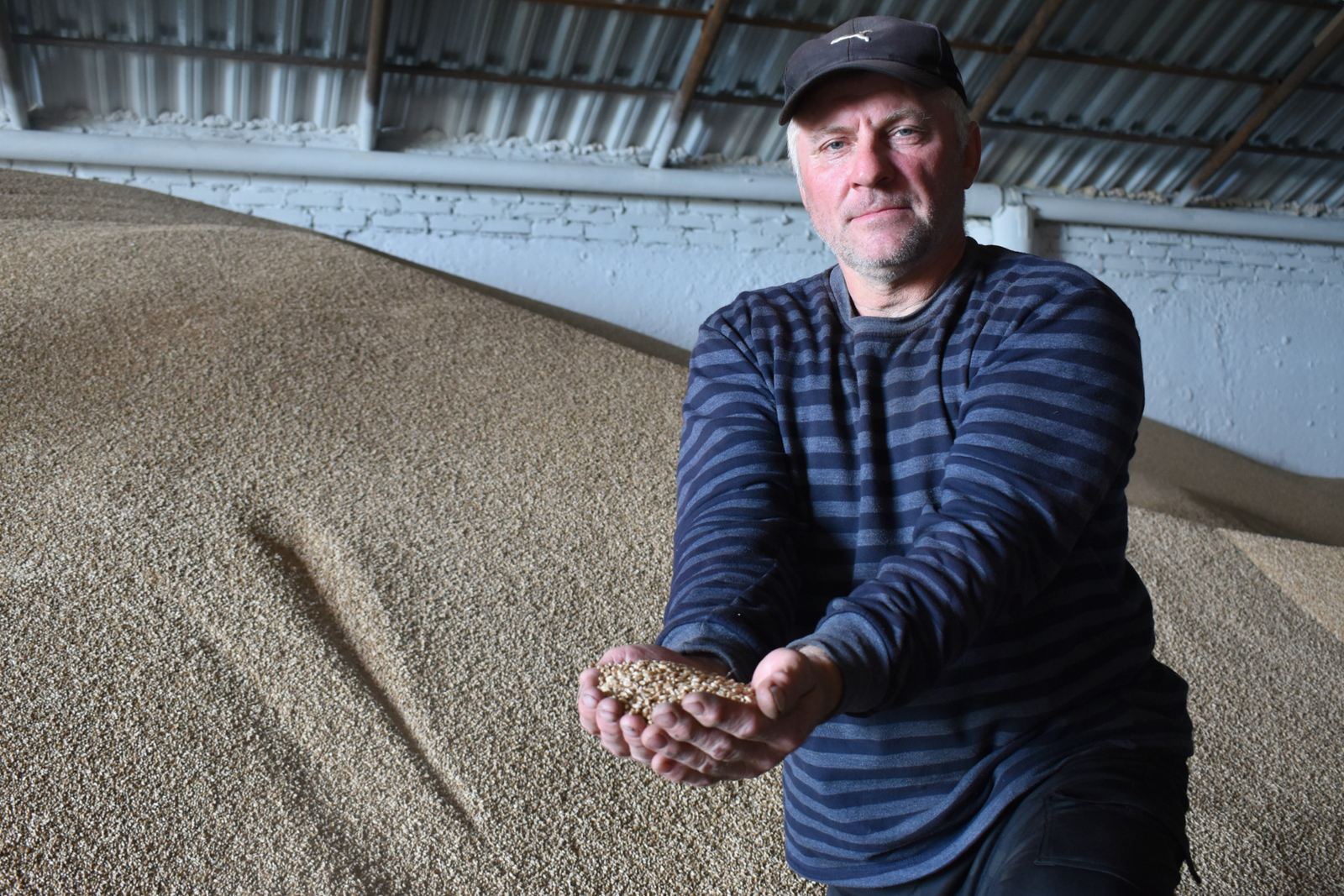 Уборочная на паузе. Давлекановские аграрии ждут погоды...