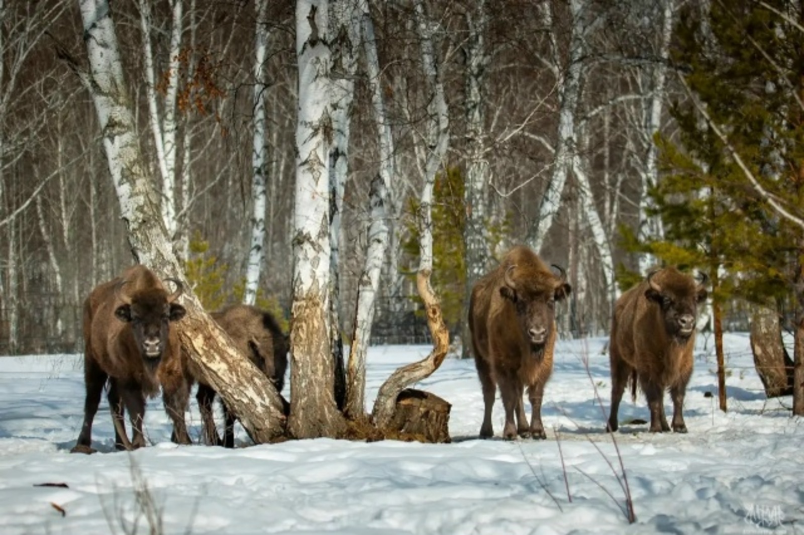 Фото из соцсетей Главы Башкортостана.