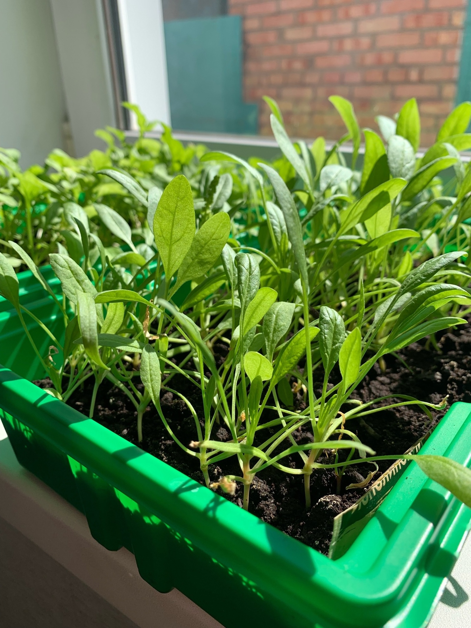 Как выбрать семена: рекомендации дают агрономы