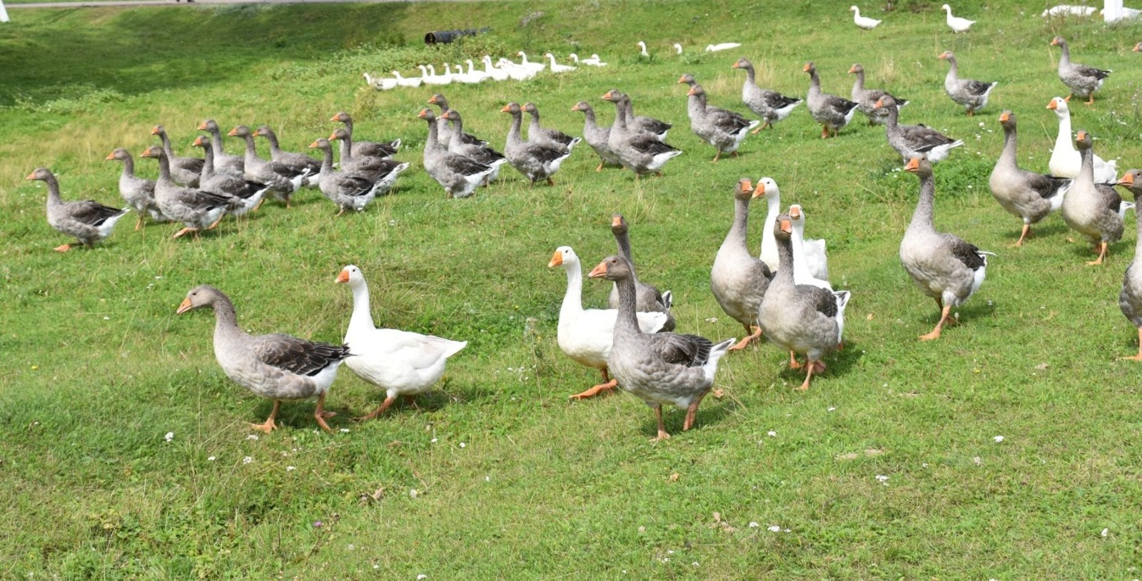 Башкирия экспортировала почти 200 тысяч кур, гусей и уток