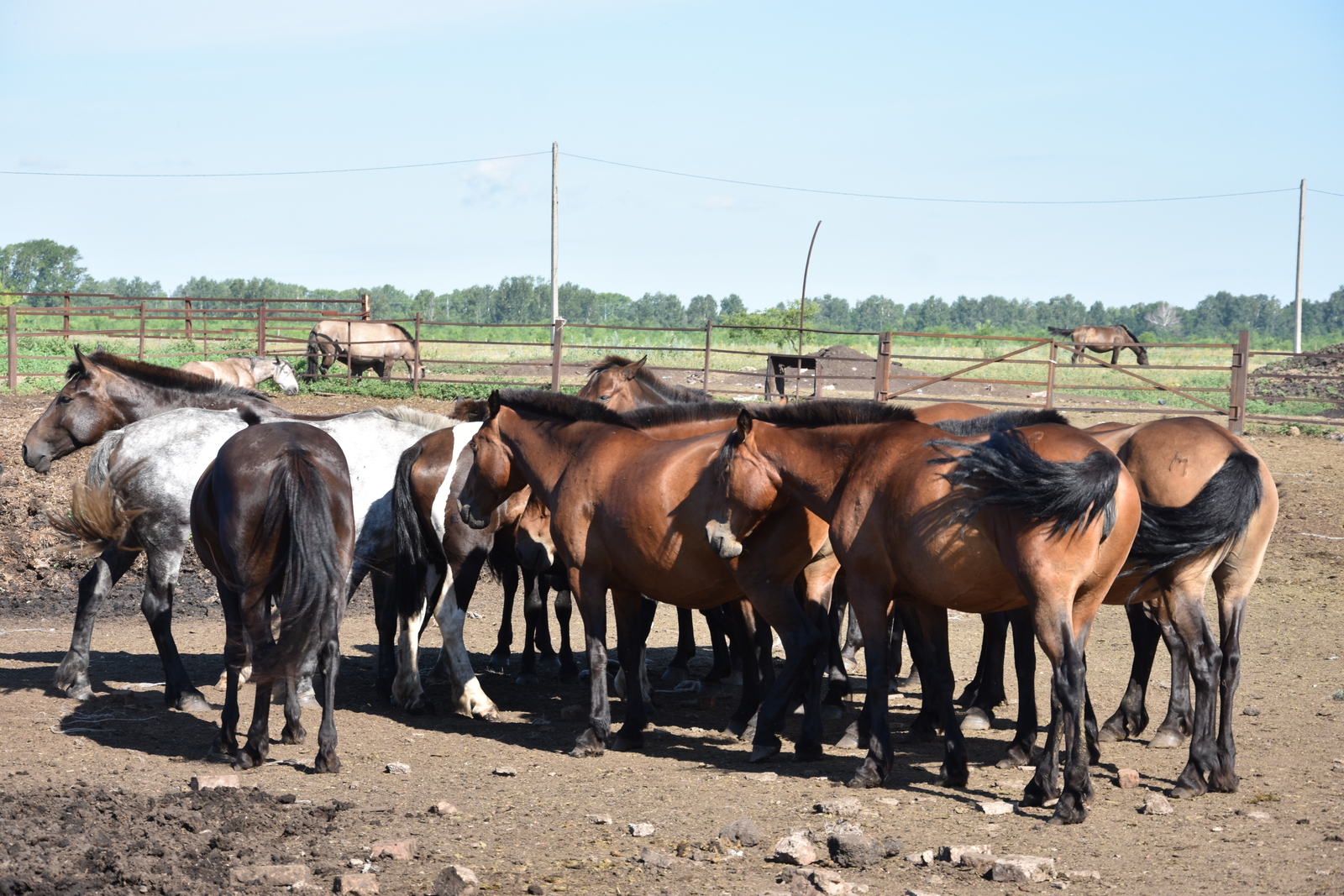 На фестивале  «Башҡорт аты» в Баймакском районе представили  башкирскую породу лошадей