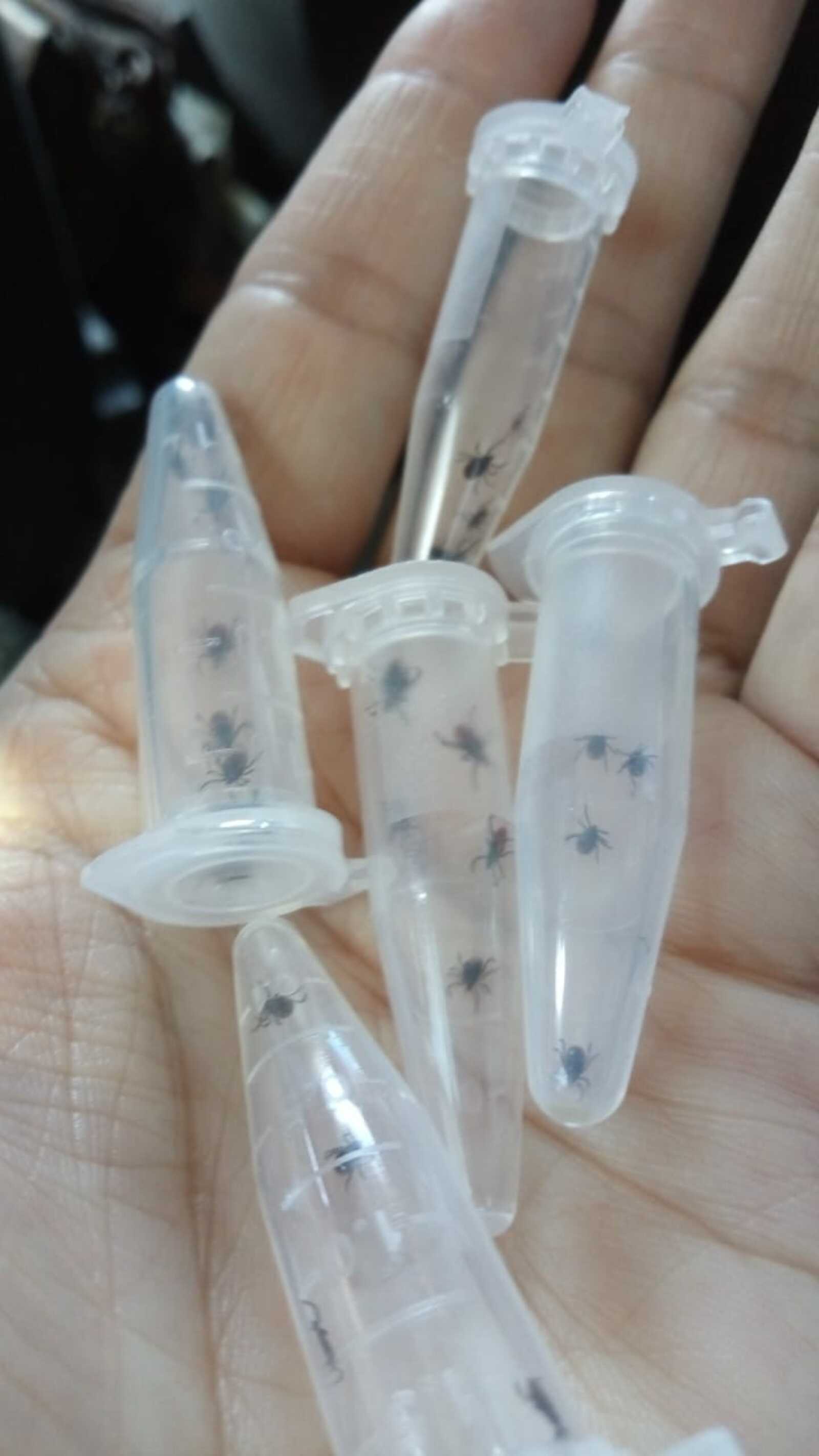 Какие районы Башкирии опасны клещевым энцефалитом