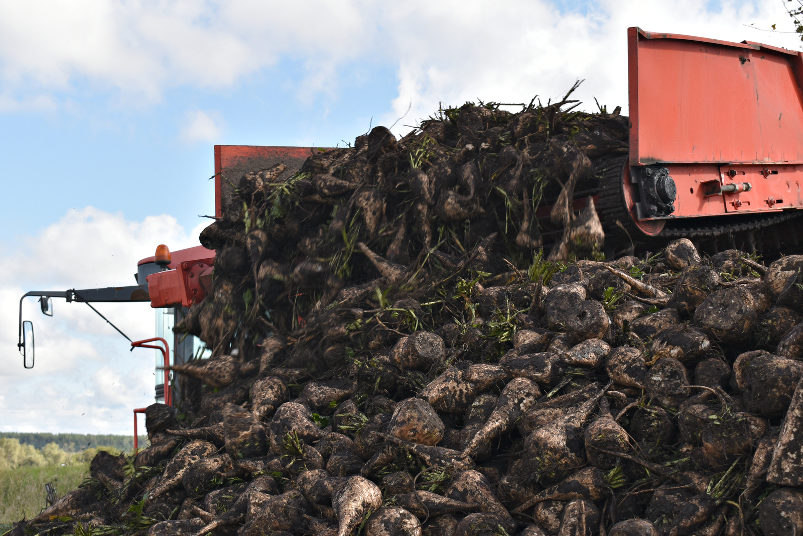 В Башкирии рекордная урожайность сахарной свеклы