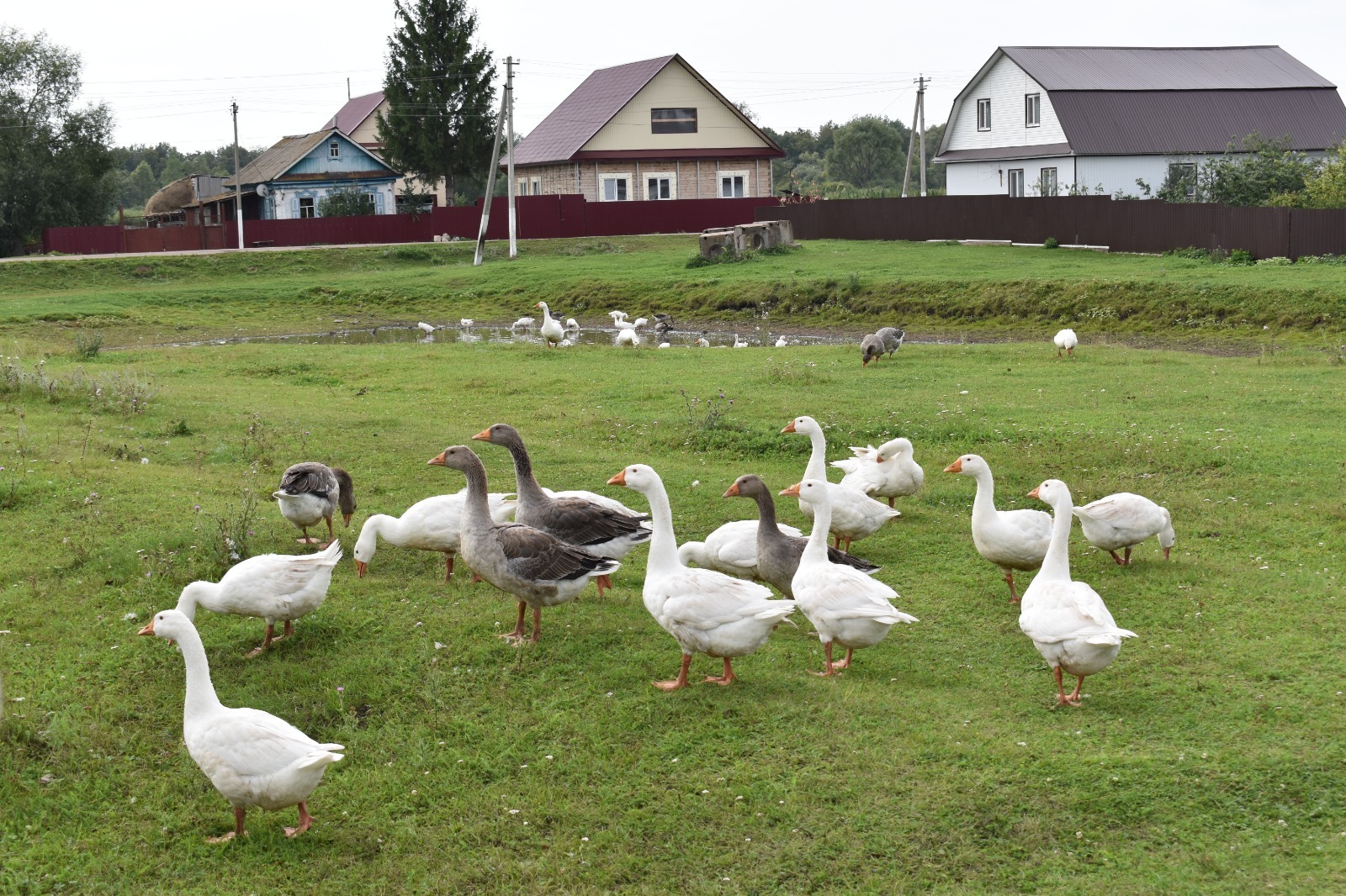 Как сельчанам Башкирии сберечь свой скот